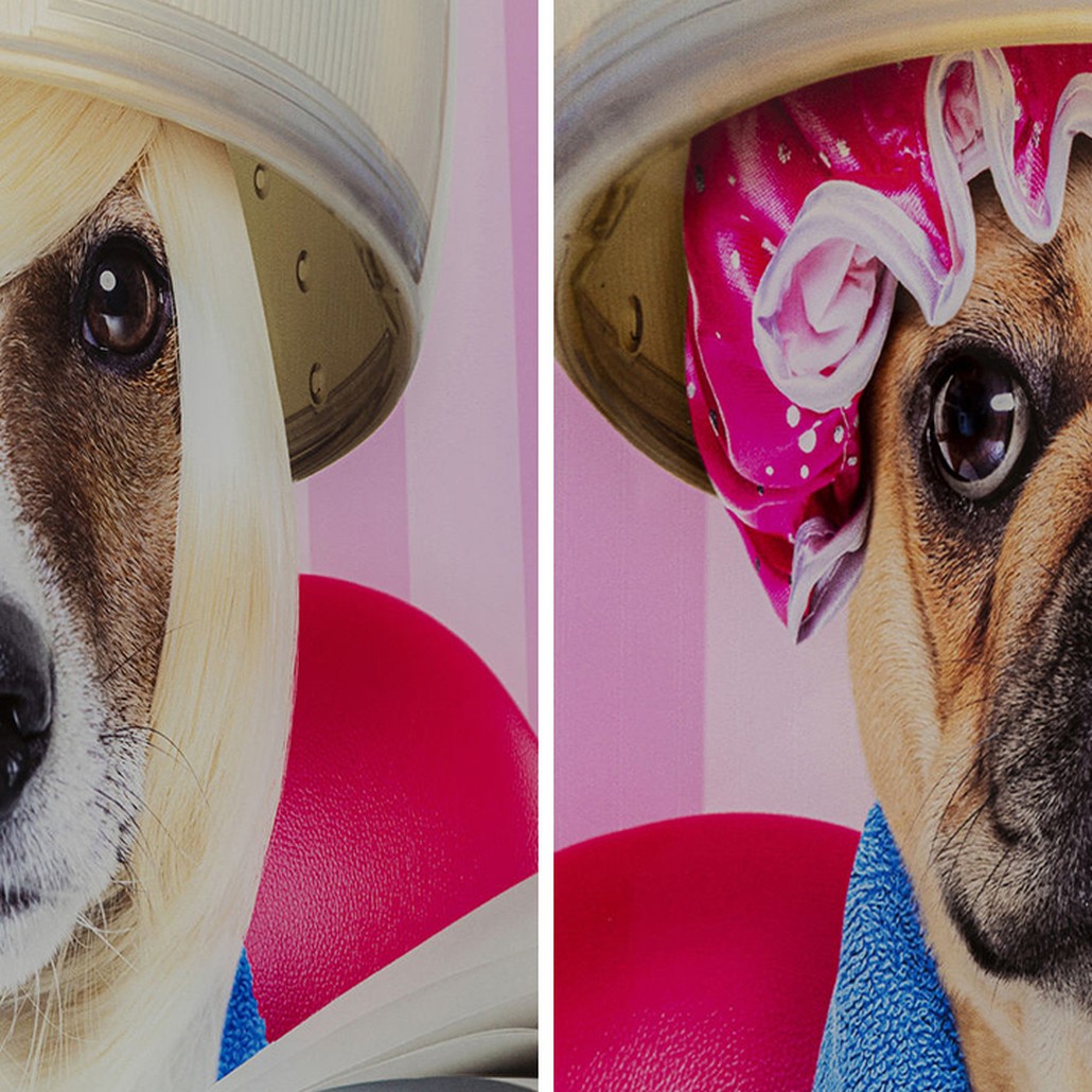 Картина Dogs in a beauty salon