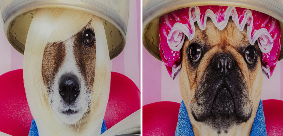 Картина Dogs in a beauty salon