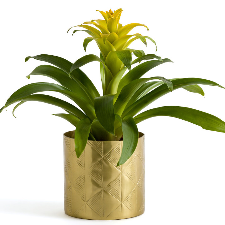 Кашпо из латуни Gold Eldorado