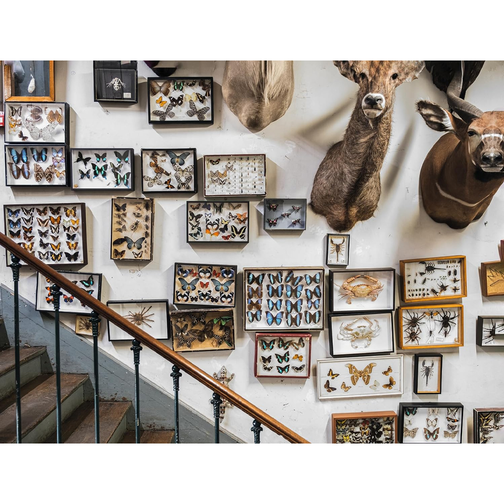 Книга Extraordinary Collections: French Interiors