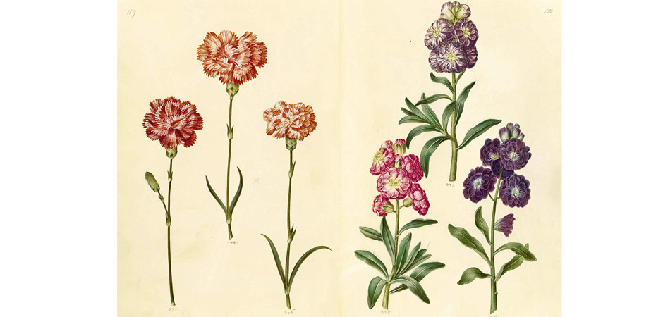 Книга GREEN FLORILEGIUM