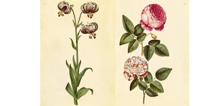 Книга GREEN FLORILEGIUM