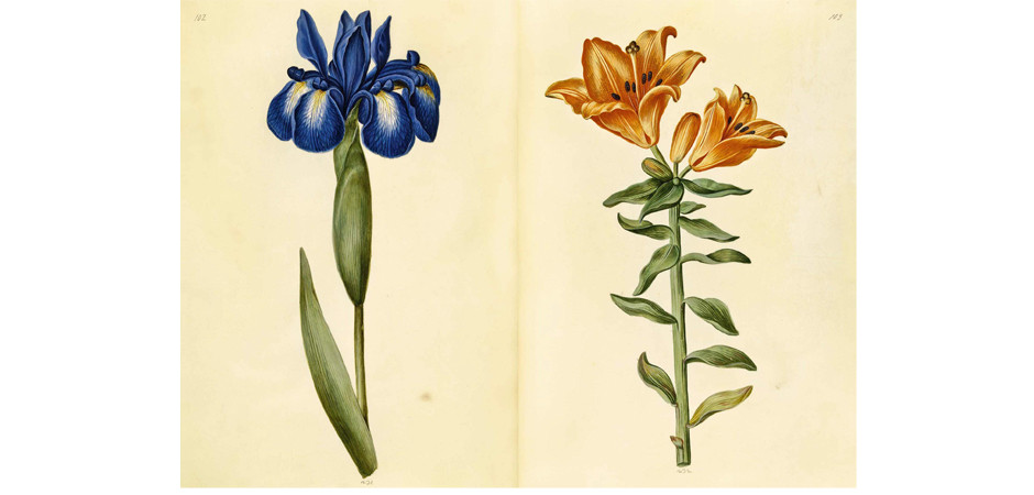 Книга GREEN FLORILEGIUM