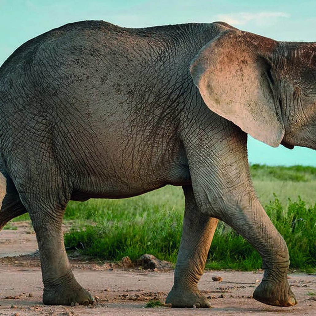 Книга Terrible Beauty: Elephant - Human - Ivory
