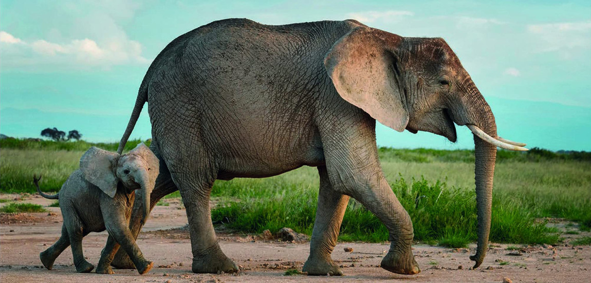 Книга Terrible Beauty: Elephant - Human - Ivory