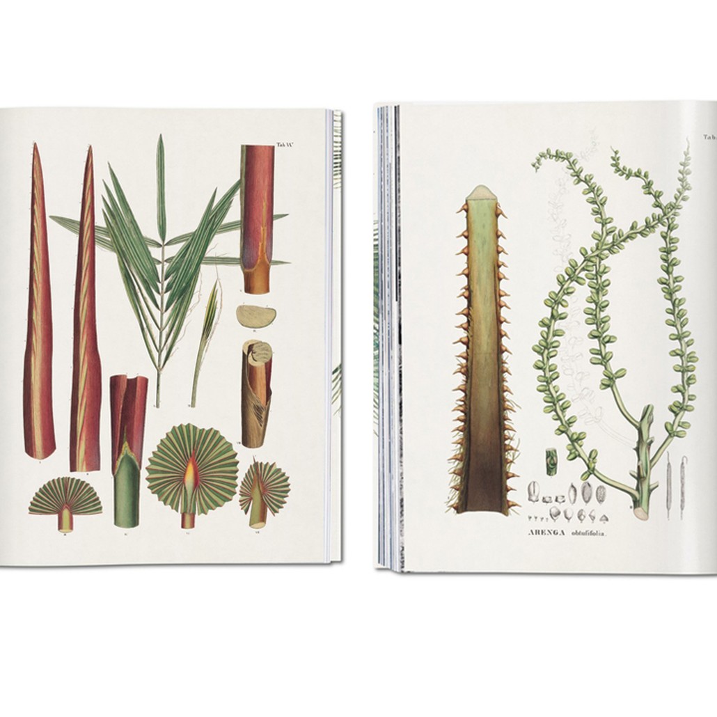Книга The Book of Palms