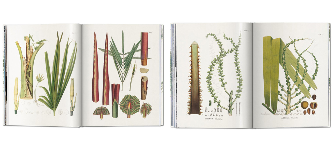 Книга The Book of Palms