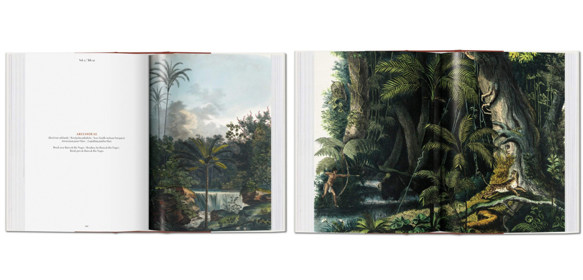 Книга The Book of Palms