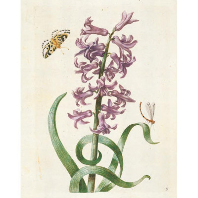 Книга цветов 22 постера Maria Sibylla Merian: 22 Pull-Out Posters