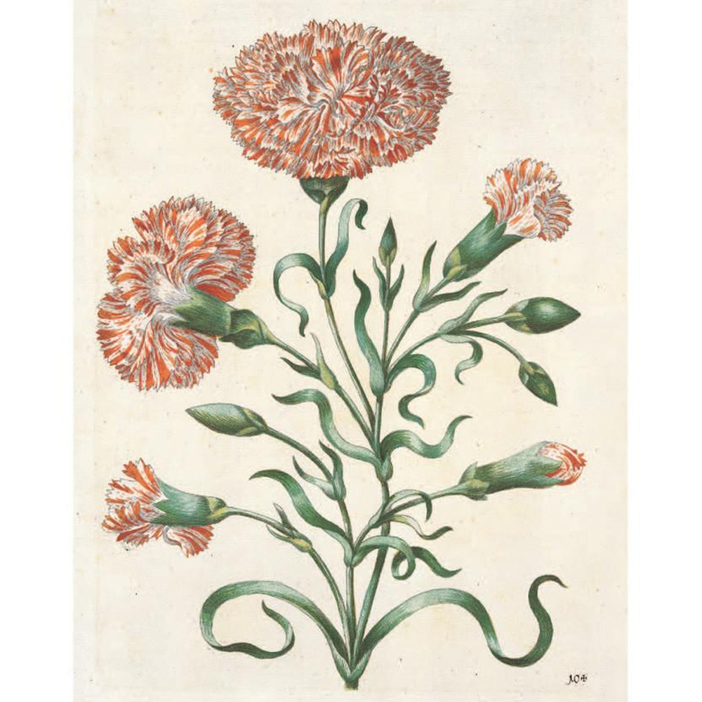 Книга цветов 22 постера Maria Sibylla Merian: 22 Pull-Out Posters