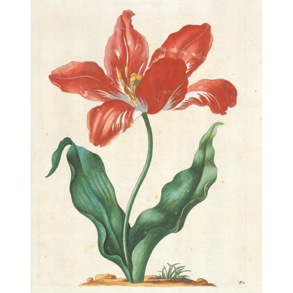 Книга цветов 22 постера Maria Sibylla Merian: 22 Pull-Out Posters