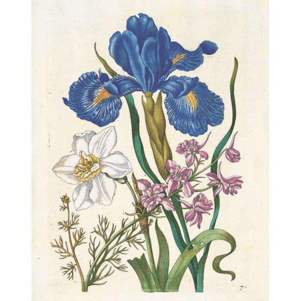 Книга цветов 22 постера Maria Sibylla Merian: 22 Pull-Out Posters