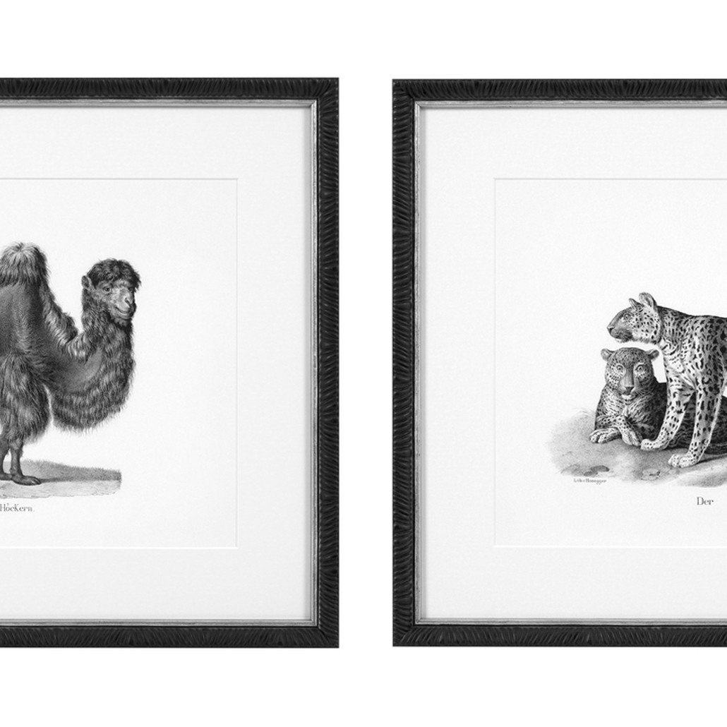 Комплект постеров Eichholtz Prints Historical Animals set of 6