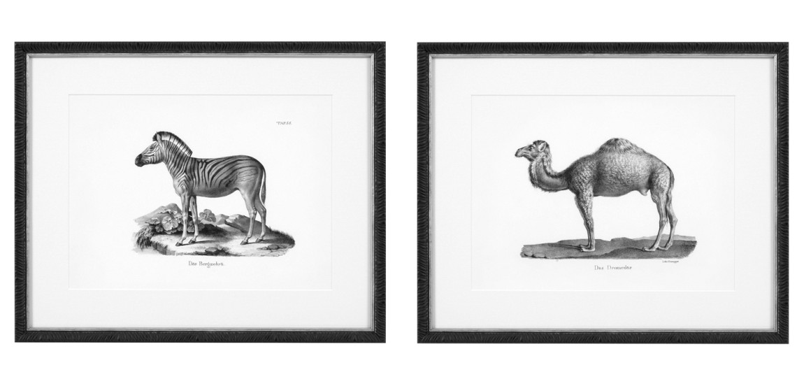Комплект постеров Eichholtz Prints Historical Animals set of 6