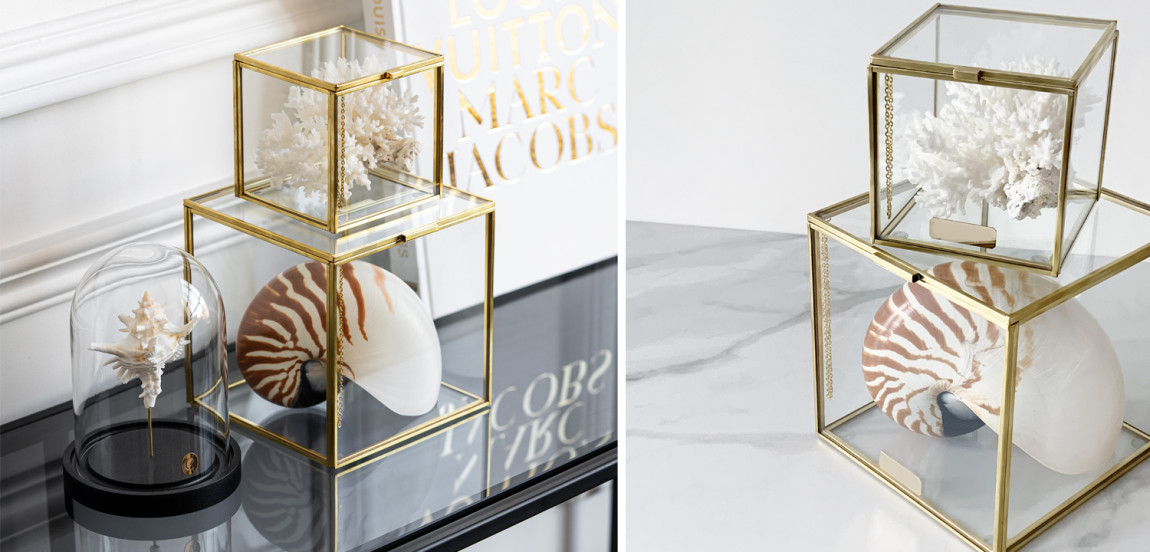 Комплект статуэток Natural Coral & Nautilus Pompilius Glass Box