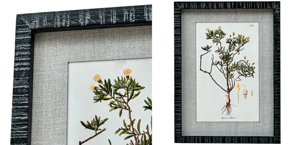 Набор постеров Herbarium Yellow Flowers