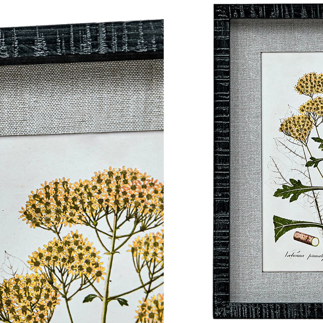 Набор постеров Herbarium Yellow Flowers