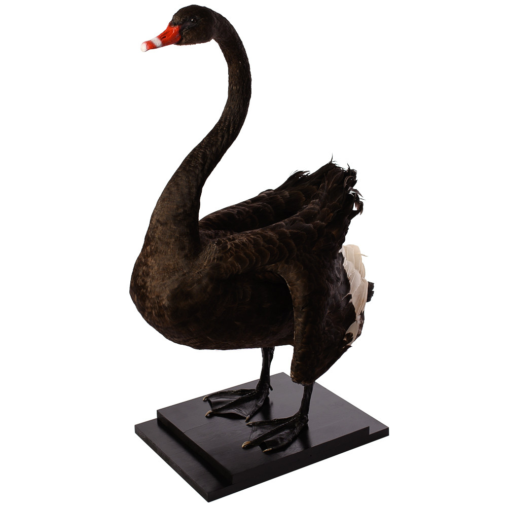 Настоящее чучело черного лебедя Black Swan