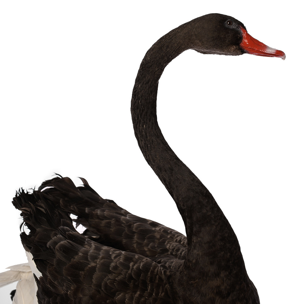 Настоящее чучело черного лебедя Black Swan