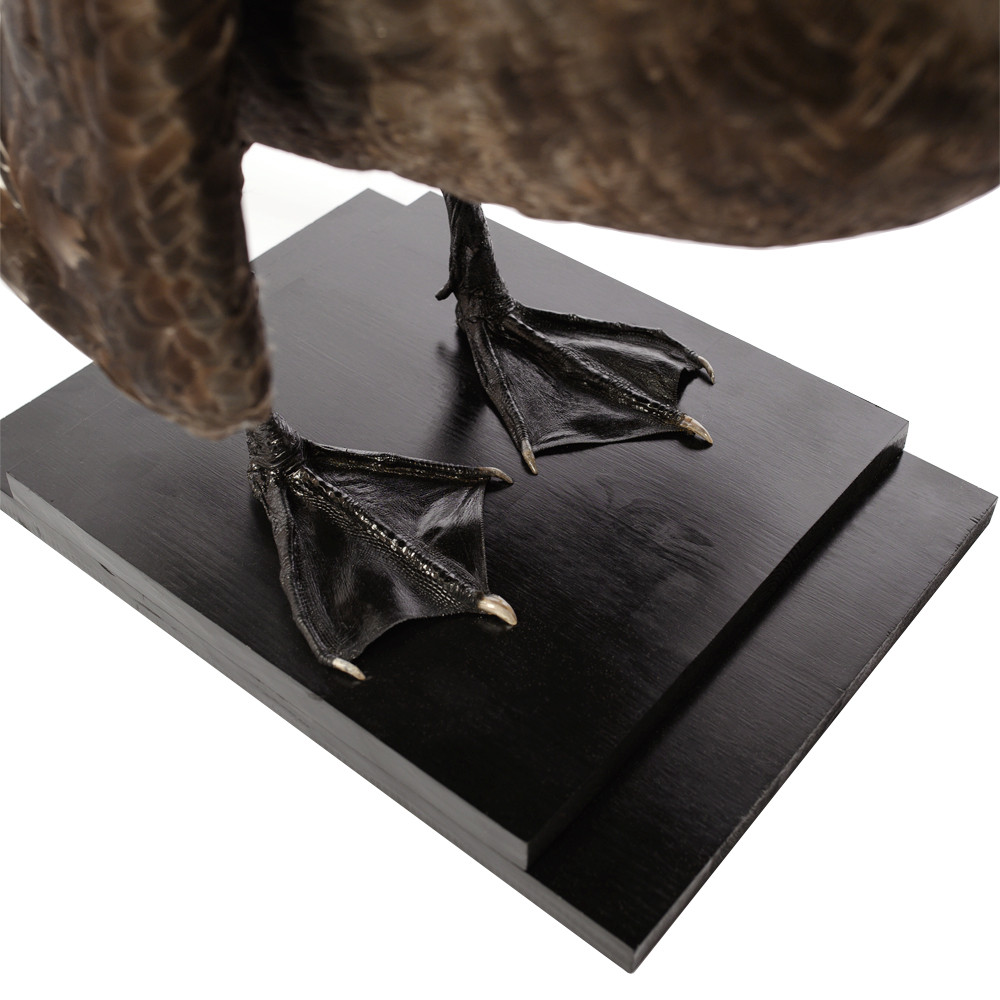 Настоящее чучело черного лебедя Black Swan