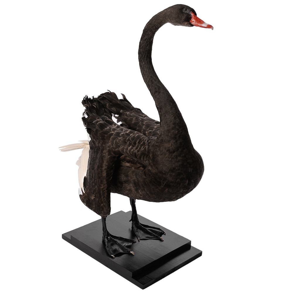 Настоящее чучело черного лебедя Black Swan