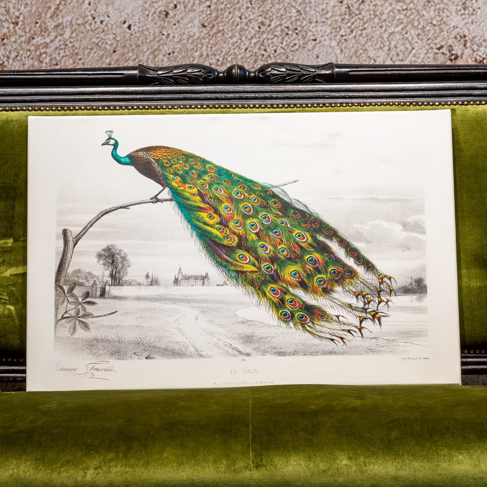 Постер на холсте с изображением павлина на ветке Majestic Peacock on a Tree Poster