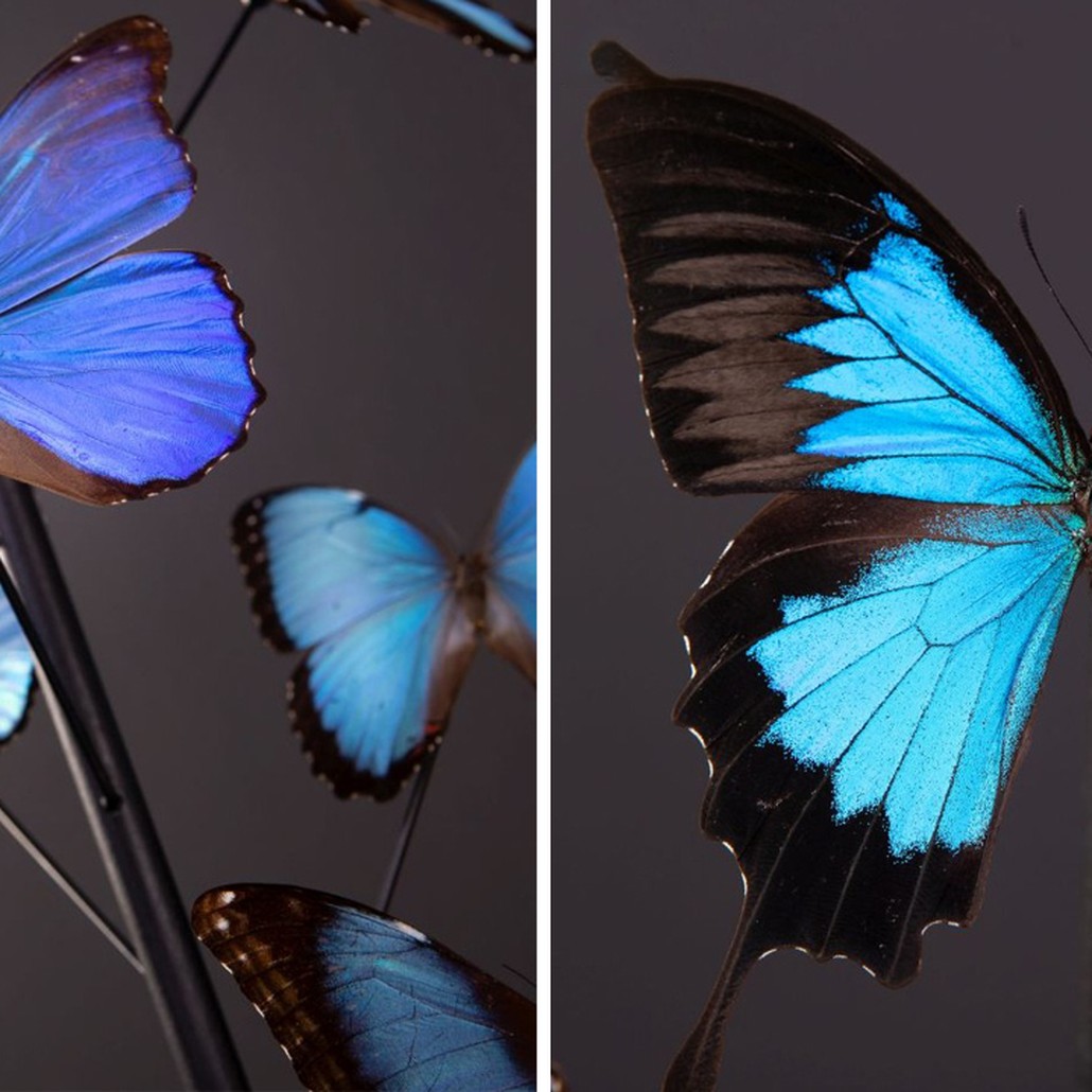 Статуэтка 14 Blue Butterflies Morphos Glass Box