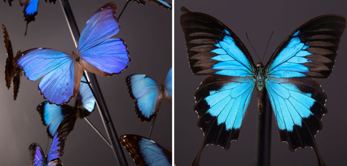 Статуэтка 14 Blue Butterflies Morphos Glass Box