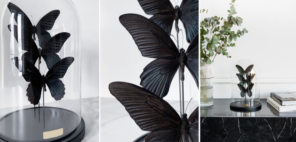 Статуэтка 3 Butterflies Papilio Memnon Glass Cloche