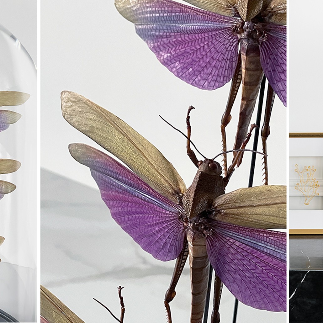 Статуэтка 3 Grasshoppers Titanacris Albipes Glass Cloche