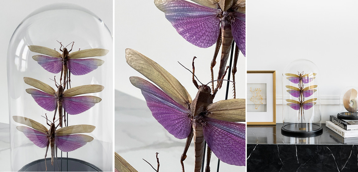 Статуэтка 3 Grasshoppers Titanacris Albipes Glass Cloche