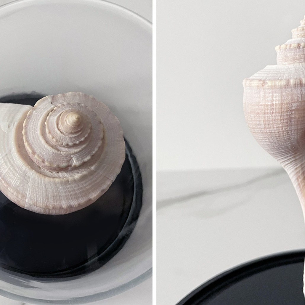 Статуэтка Busycon Canaliculatus Glass Cloche