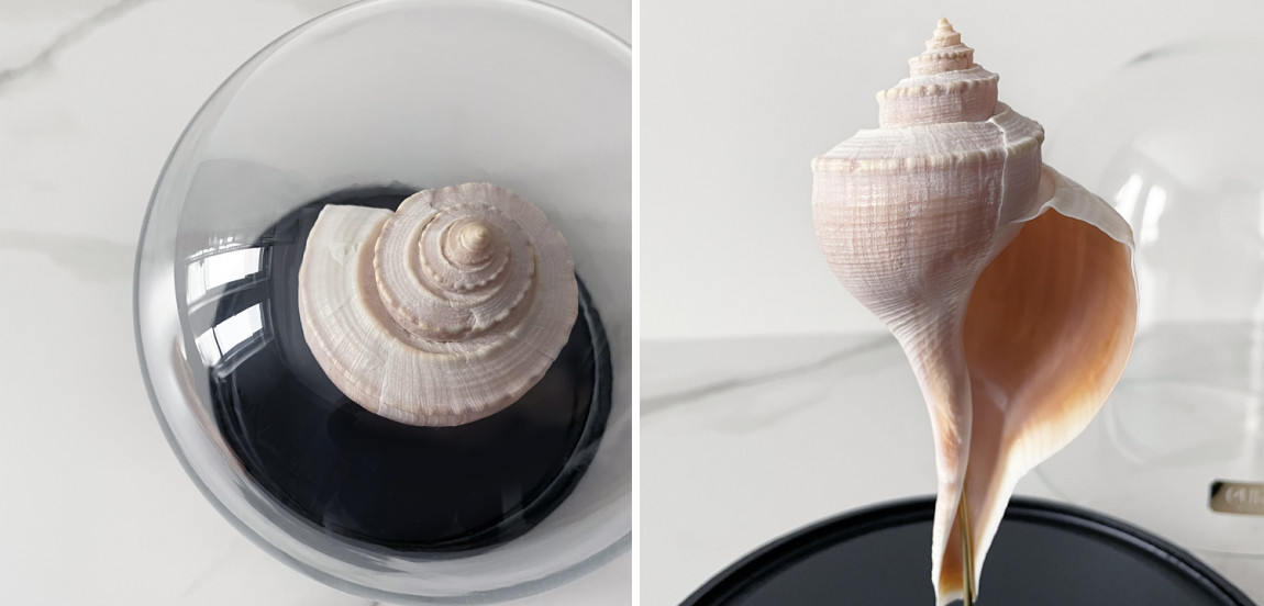 Статуэтка Busycon Canaliculatus Glass Cloche