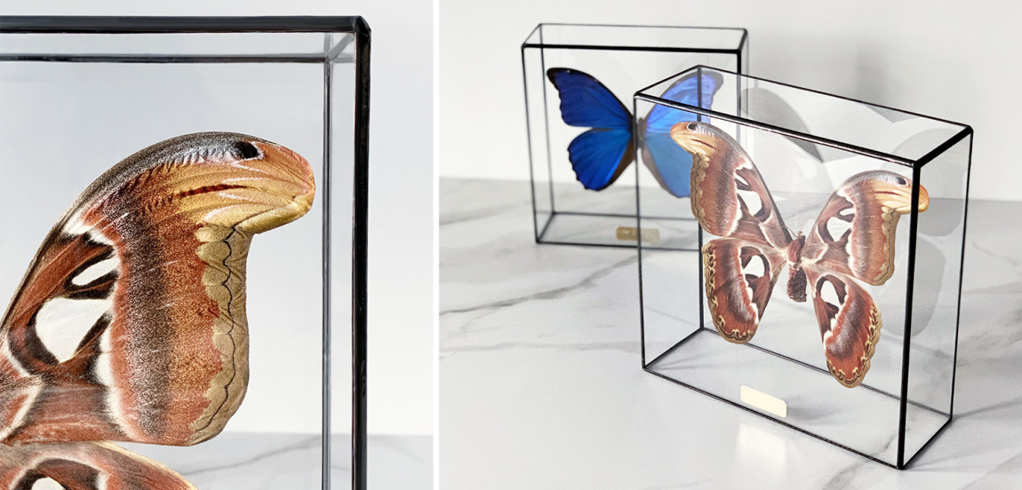 Статуэтка Butterfly Atlas Glass Box