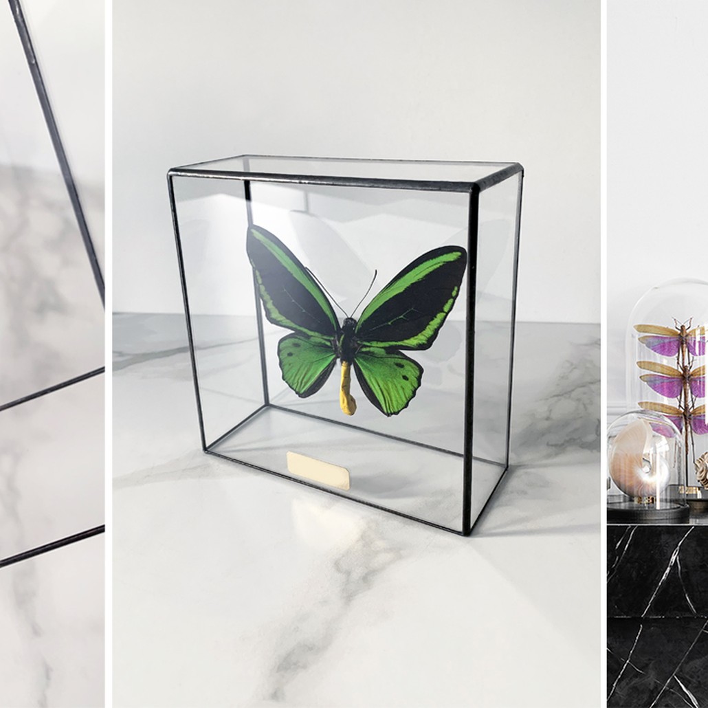 Статуэтка Butterfly Priamus Poseidon Glass Box