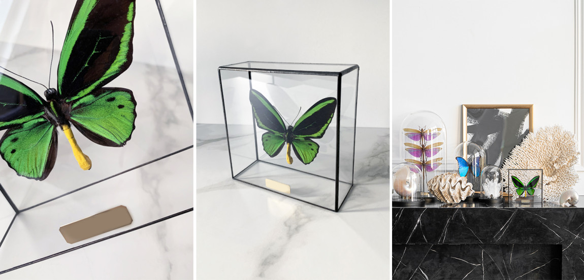 Статуэтка Butterfly Priamus Poseidon Glass Box