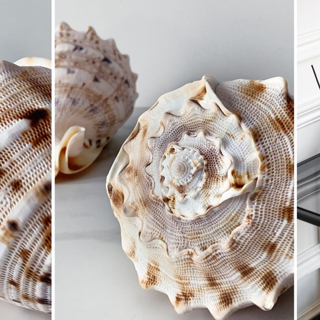 Статуэтка Cassis Cornuta Shell