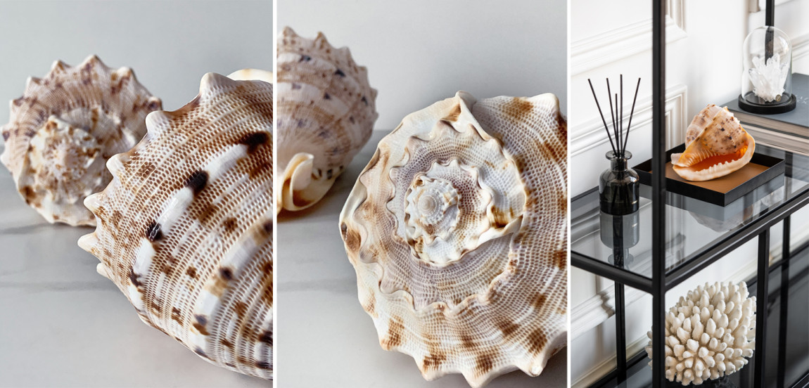 Статуэтка Cassis Cornuta Shell