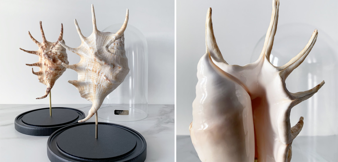 Статуэтка Lambis Glass Cloche