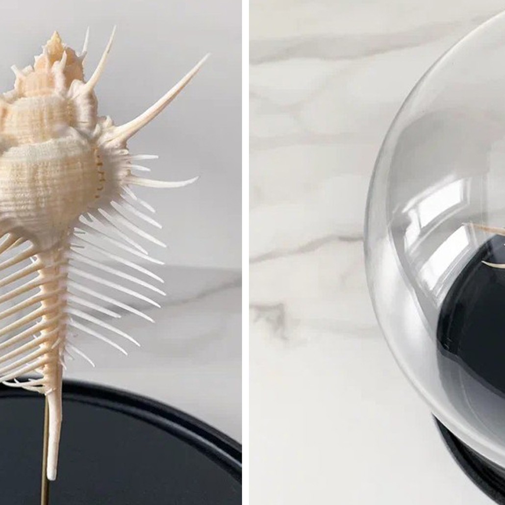 Статуэтка Murex Pecten Glass Cloche