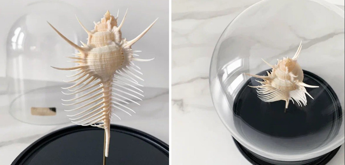 Статуэтка Murex Pecten Glass Cloche