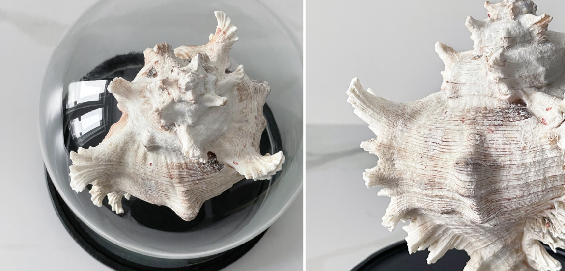 Статуэтка Murex Ramosus Glass Cloche