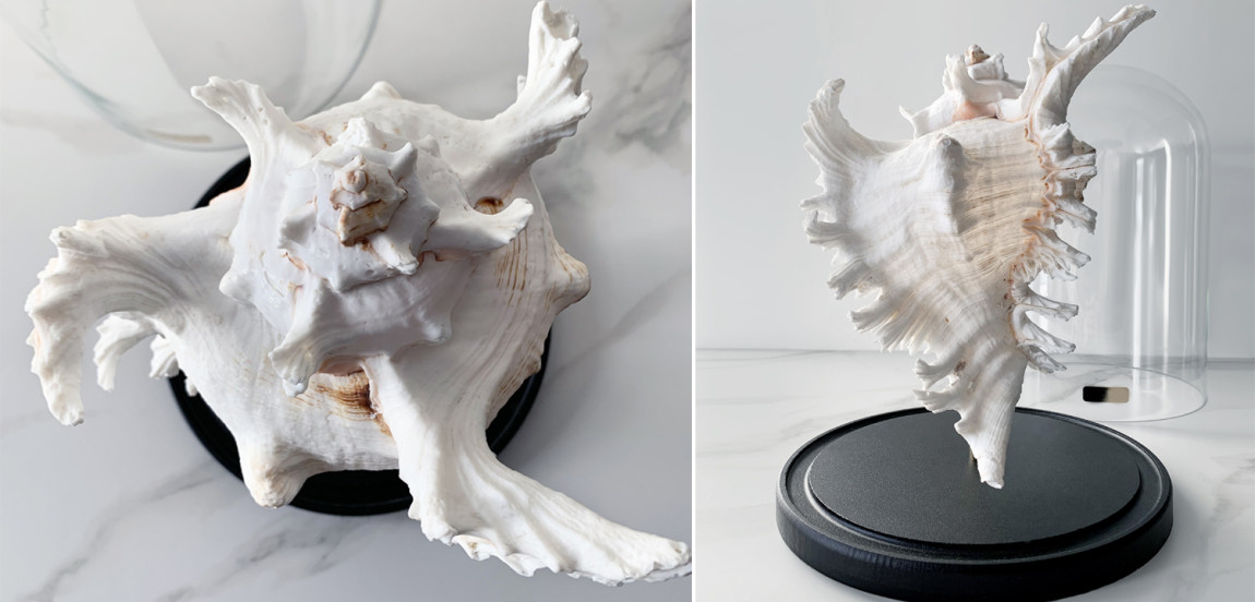 Статуэтка Murex Ramosus Glass Cloche XL