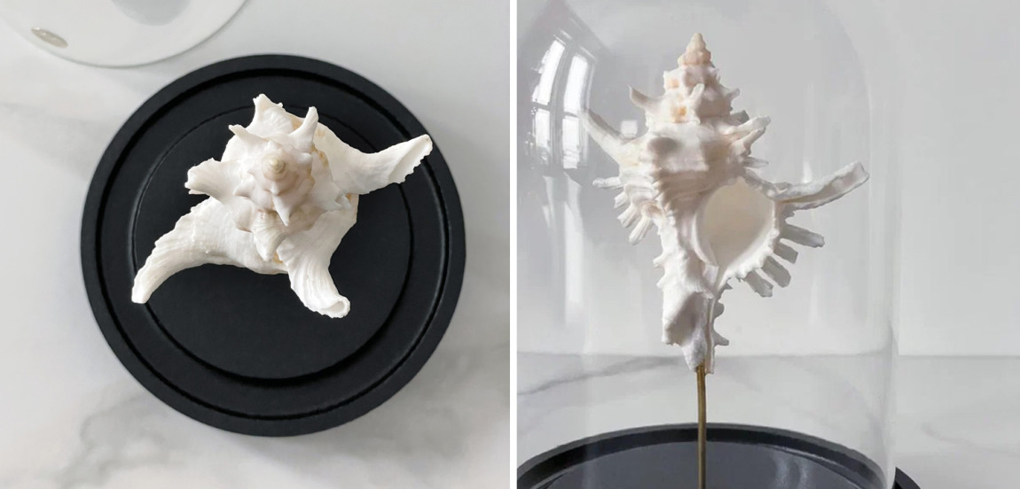 Статуэтка Murex Saharicus Glass Cloche