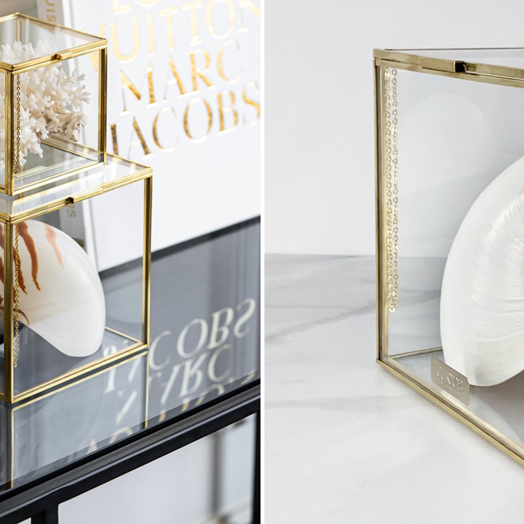 Статуэтка Nautilus Pompilius Glass Box M