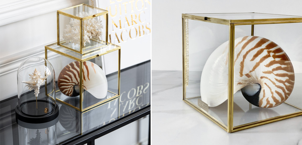 Статуэтка Nautilus Pompilius Glass Box M