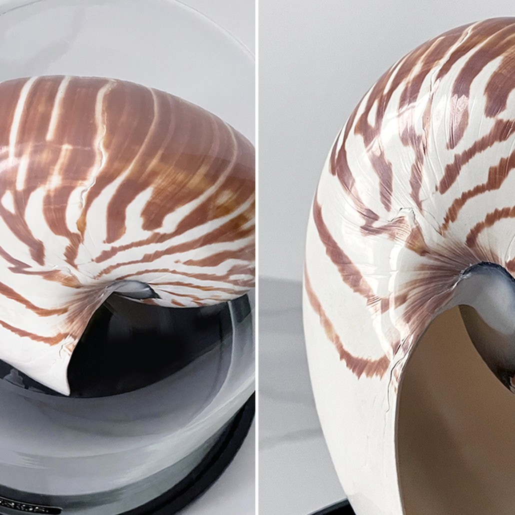 Статуэтка Nautilus Pompilius Glass Cloche