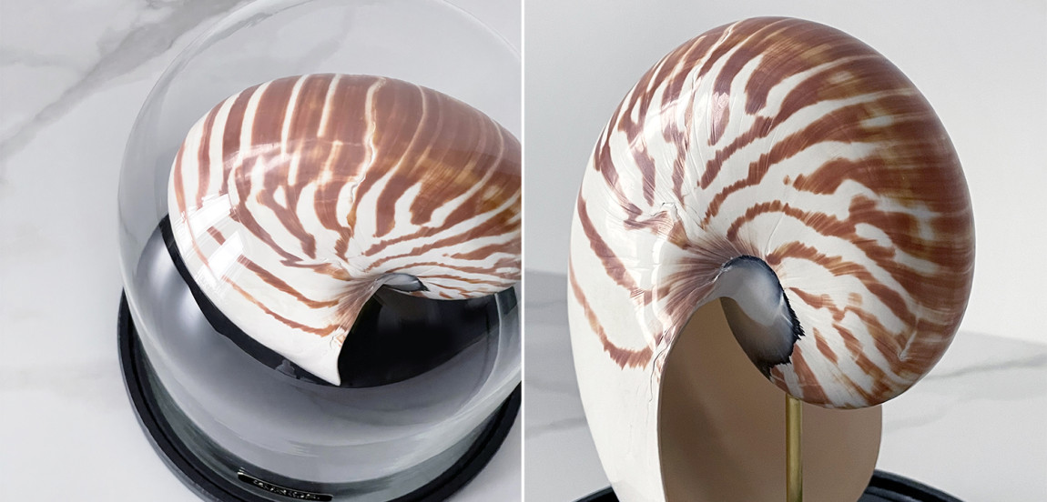 Статуэтка Nautilus Pompilius Glass Cloche