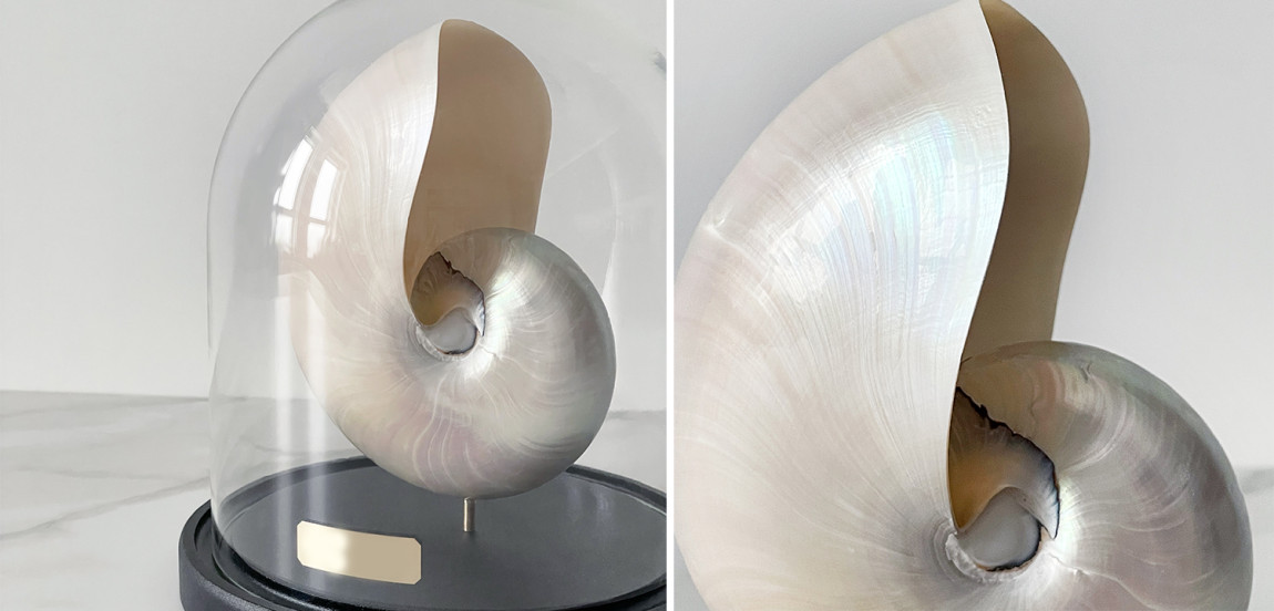 Статуэтка Nautilus Pompilius Nacre Glass Cloche