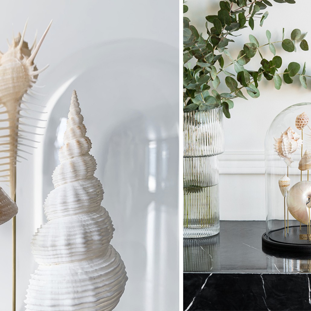 Статуэтка Shell Collection Glass Cloche 1